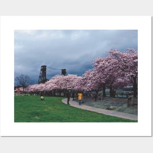 Springtime Cherry Blossoms in Portland Oregon Posters and Art